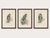 Correct — plate cxxxiv is an adult goshawk. Here is the corrected listing: title: three british raptors: buzzards and...