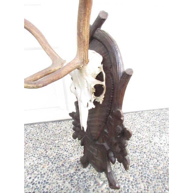 Brown Vintage Black Forest Mounted Deer Antlers For Sale - Image 8 of 16