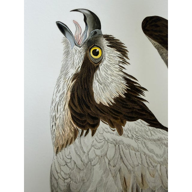 American After John James Audubon Fish Hawk (Osprey) Giclée Print, 20” X 30” For Sale - Image 3 of 6