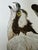 American After John James Audubon Fish Hawk (Osprey) Giclée Print, 20” X 30” For Sale - Image 3 of 6