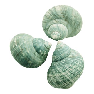 Aqua Teal Blue Turbo Shells – Set of 3 (A) For Sale