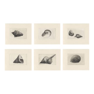 Antique Sea Shell Set of 6 - 11" X 14" Reproduction For Sale