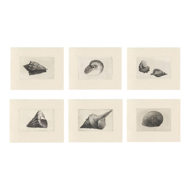 Antique Sea Shell Set of 6 - 11" X 14" Reproduction For Sale