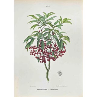 Vincenzo Tenore, The Myrsineae, Lithograph, 1870s For Sale