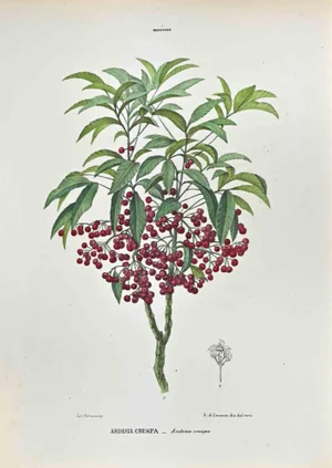 Vincenzo Tenore, The Myrsineae, Lithograph, 1870s