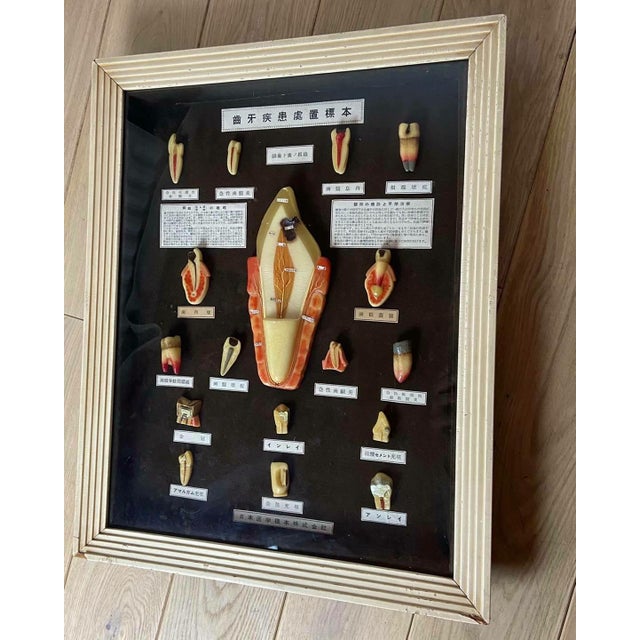 Japanese Dental Teaching Display with Anatomical Models, 1920s For Sale - Image 6 of 18