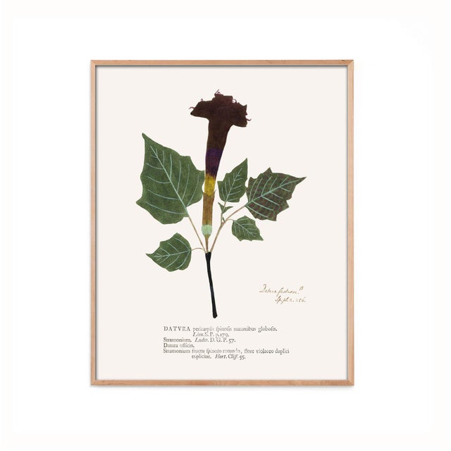 Antique Botanical Set in Oxblood - Set of 8 16" X 20" For Sale - Image 11 of 15