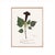 Antique Botanical Set in Oxblood - Set of 8 16" X 20" For Sale - Image 11 of 15