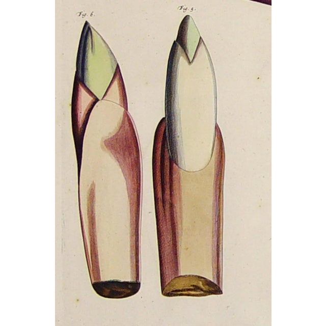 17th Century Hortus Malabaricus Hand-Colored Botanical Engraving of the Talipot Palm, Rheede, Amsterdam, Circa 1682 For Sale - Image 5 of 8