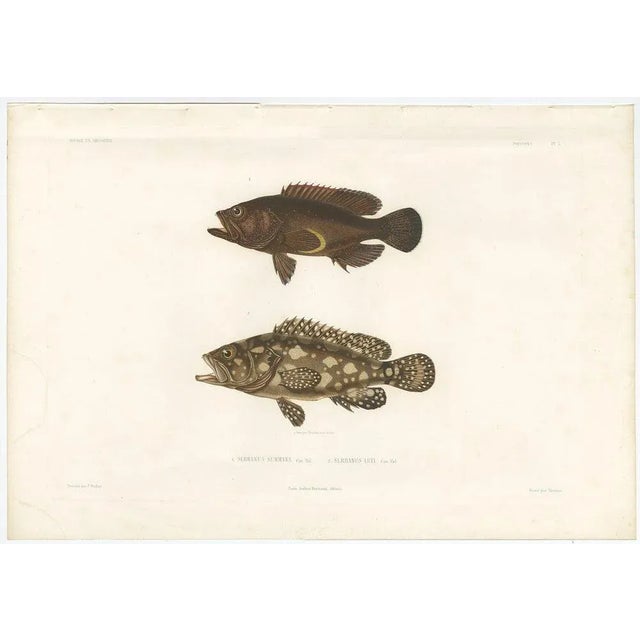 Antique Print of Spotted Groupers – Serranus Summana and Serranus Lutti, 1840s This striking hand-colored lithograph...