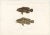 Antique Print of Spotted Groupers – Serranus Summana and Serranus Lutti, 1840s This striking hand-colored lithograph...