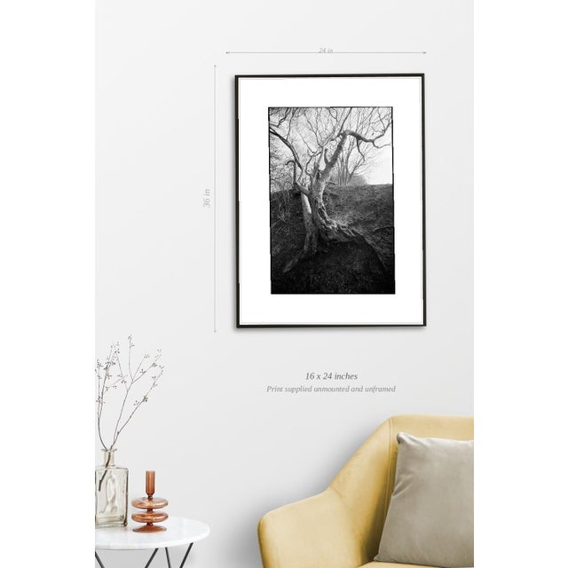 Paul Cooklin, Tree Branches, Edition of 50 For Sale - Image 4 of 7