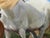 Gilt Framed Oil Painting Grey Mare and Chestnut Foal "Mother and Son" After Henry William Banks Davis Ra For Sale - Image 14 of 18