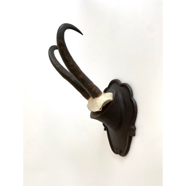 1976 Black Forest Mountain Goat Antlers For Sale In Los Angeles - Image 6 of 8