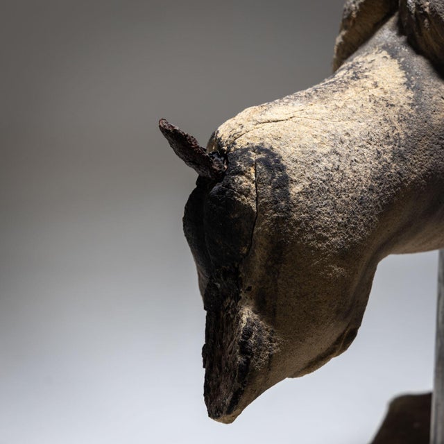 Fragment of Gothic Lion in Sandstone For Sale - Image 9 of 11