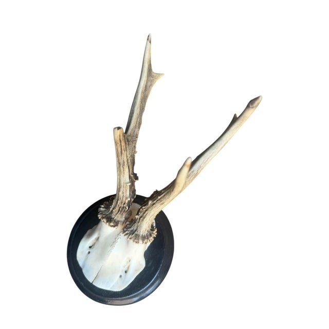 Roe deer trophy mounted on a shiny black wood plaque.