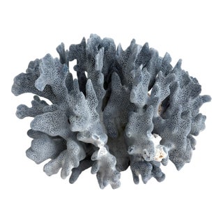 Natural Blue Coral Specimen For Sale