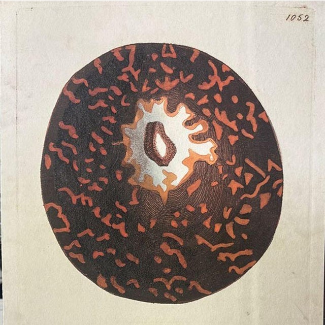 Traditional Early 19th Century Tortoise & Pleated Shell Limpets Print Naturalists Miscellany by Shaw and Nodder For Sale - Image 3 of 7