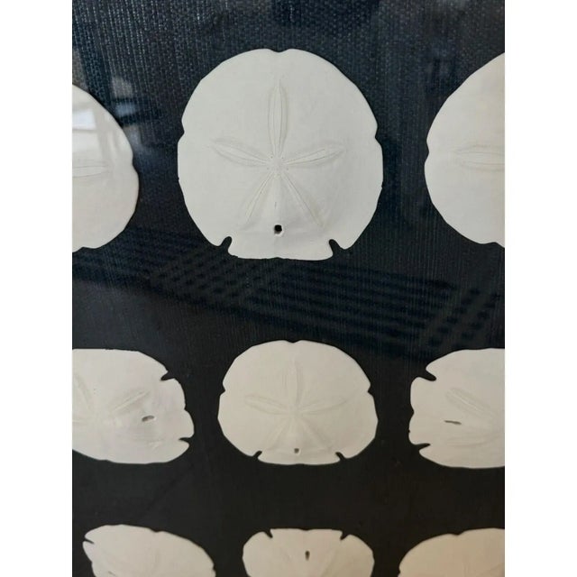 Coastal Silver Framed Indigo Ralph Lauren Raffia Coastal Sand Dollar Picture From Barclay Butera For Sale - Image 3 of 6