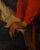 F. Valaperta, Ghismunda and Guiscardo, Oil on Canvas For Sale - Image 10 of 11