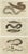 Moray and Sea Lamprey and Electric Eel, 1832, Paper, Set of 3 For Sale