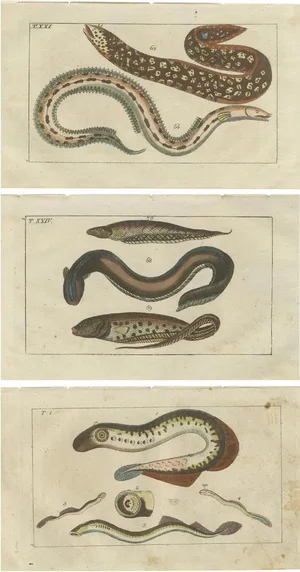 Moray and Sea Lamprey and Electric Eel, 1832, Paper, Set of 3