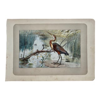 1907 French Photogravure Print of a Purple Heron - For Sale