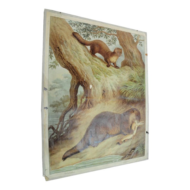 Old Vintage Country Style Weasel Otter Poster Print Wall Chart For Sale