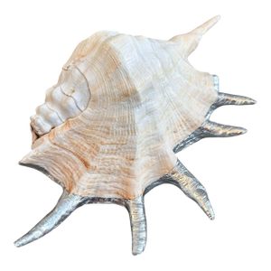 Monumental 13” Natural Shell, Silver Leaf Lambis Spider Conch Sculpture, Organic Coastal Objet D’Art