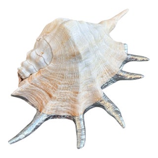 Monumental 13” Silver Leaf Lambis Spider Conch Shell Sculpture, Organic Coastal Objet D’Art For Sale