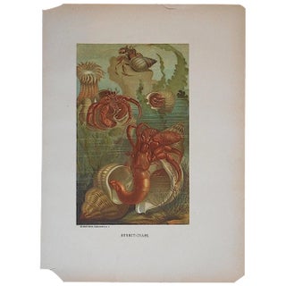 Antique Hermit Crabs Lithograph For Sale