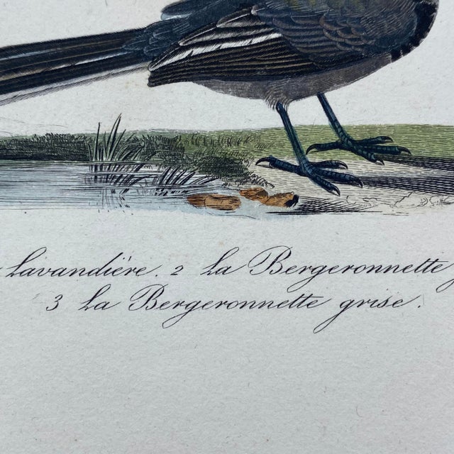 Tan French Antique 18th Century "La Lavandiere" Bird Engraving Hand Colored Signed Artwork For Sale - Image 8 of 10