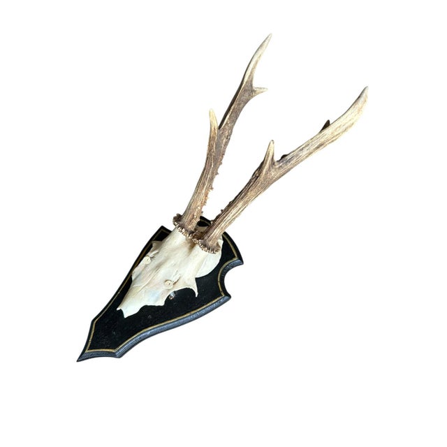 Cabin Roe Deer Trophy Rd187 Black Forest Antlers Mount For Sale - Image 3 of 5