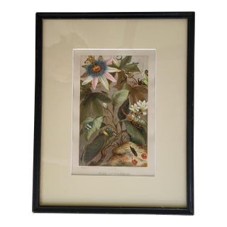 Antique Framed 1880s Chromolithograph Cicadae, Lantern Fly Art Print by Selmer Hess For Sale