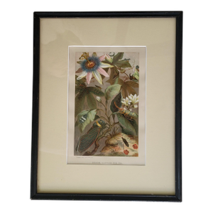 Antique Framed 1880s Chromolithograph Cicadae, Lantern Fly Art Print by Selmer Hess