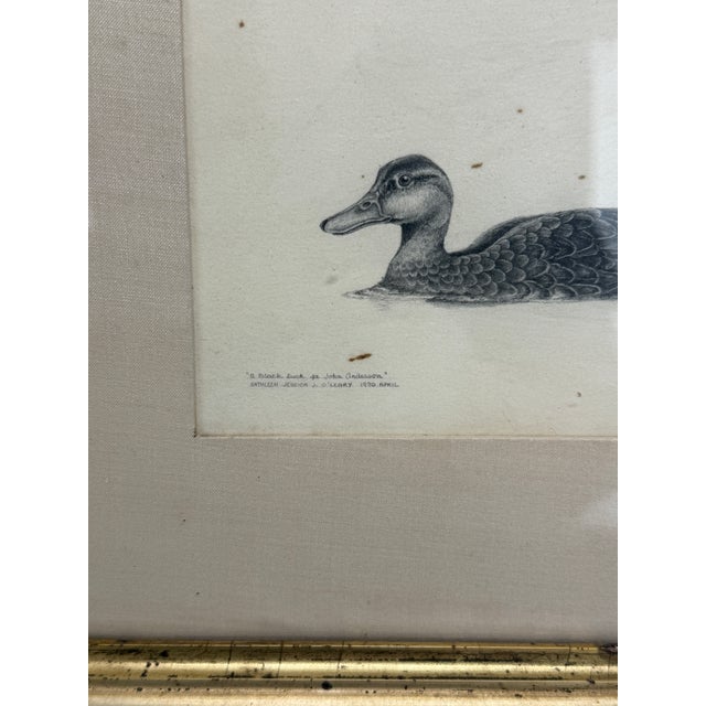 A naturalistic pencil study of a black duck, drawn with delicate tonal gradation and subtle contouring that captures the...