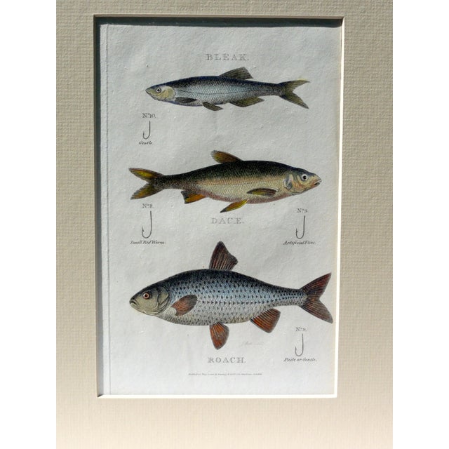 Early 19th Century Bleak, Dace & Roach Fish Variety Print For Sale - Image 4 of 4