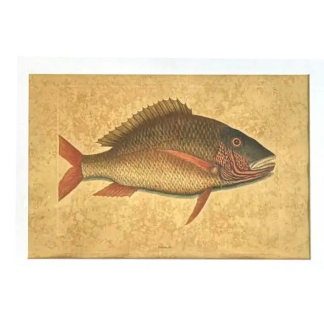 Sculpture Materials 18th Century Framed Fish Engravings by Mark Catesby, a Pair For Sale - Image 7 of 11