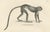 Paper Spring Monkeys and Other Species, 1836, Lithographs, Set of 2 For Sale - Image 7 of 8