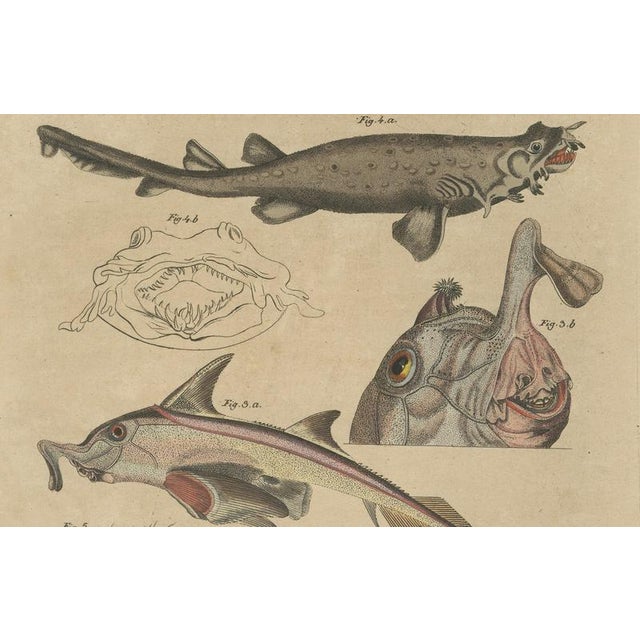 Bertuch, Seahorse, Frilled Shark & Curious Fish, 1821, Engraving For Sale - Image 6 of 9