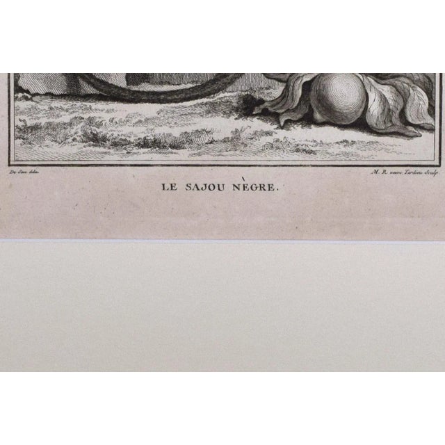 18th Century Original French Monkey Engraving by Buffon 1789 For Sale In New York - Image 6 of 8