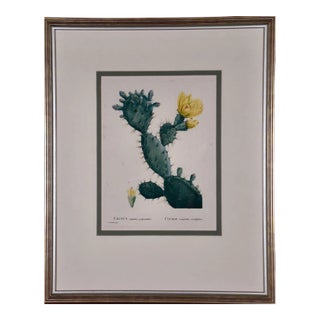 Flowering Cactus: Redoute Hand-Colored Engraving "Cactus Opuntia Polyanthos", 1799 For Sale