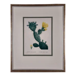 Flowering Cactus: Redoute Hand-Colored Engraving "Cactus Opuntia Polyanthos", 1799
