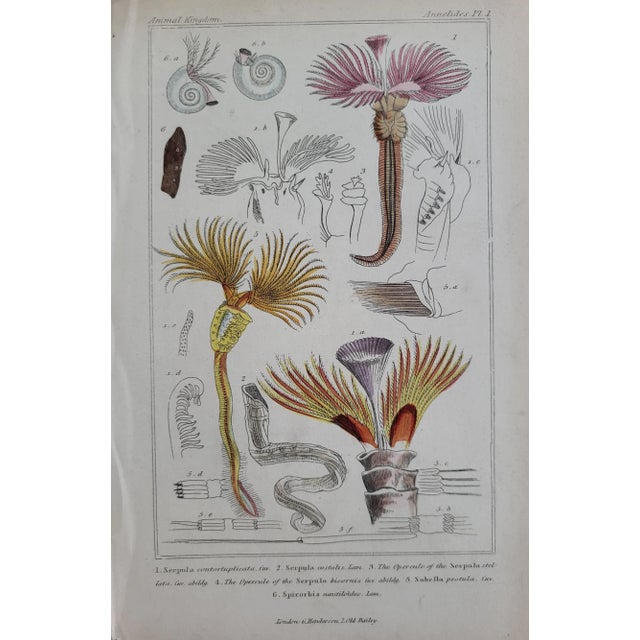 American Antique Cuvier's Animal Kingdom Annelides Engraving For Sale - Image 3 of 5