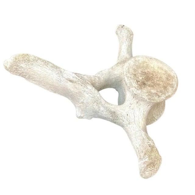 White Very Large Antique Whale Vertebrae #4 For Sale - Image 8 of 10