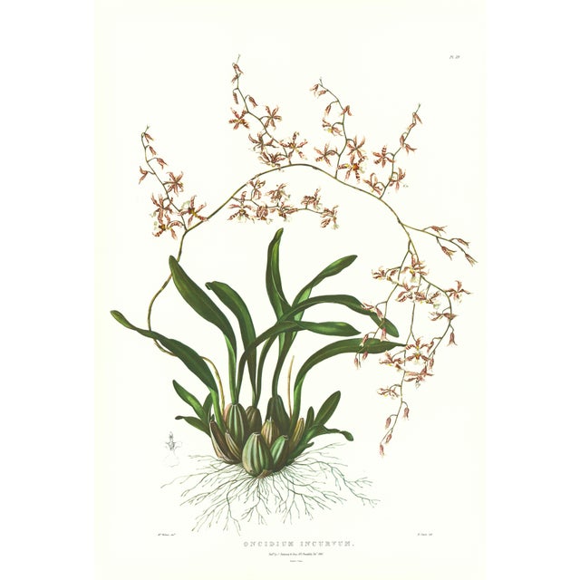 Large 1973 Orchid Flower Lithograph "Oncidium Incurvum" (Incurved Oncidium) After James Bateman For Sale