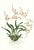 Large 1973 Orchid Flower Lithograph "Oncidium Incurvum" (Incurved Oncidium) After James Bateman For Sale