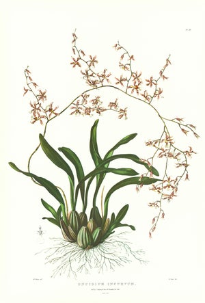 Large 1973 Orchid Flower Lithograph "Oncidium Incurvum" (Incurved Oncidium) After James Bateman