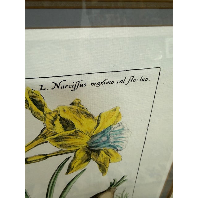 Soicher-Marin Daffodil Botanical Art Print, Pair For Sale - Image 9 of 12