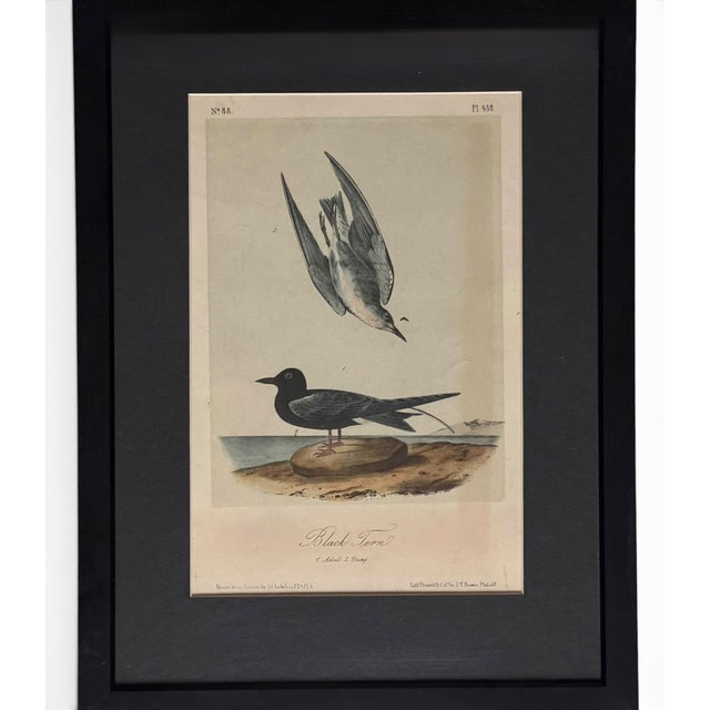 Printmaking Materials 19th Century Audubon Black Tern Royal Octavo Hand-Colored Lithograph, Framed For Sale - Image 7 of 7